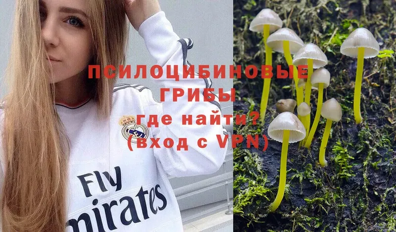 как найти   Верхняя Тура  Псилоцибиновые грибы Psilocybe 