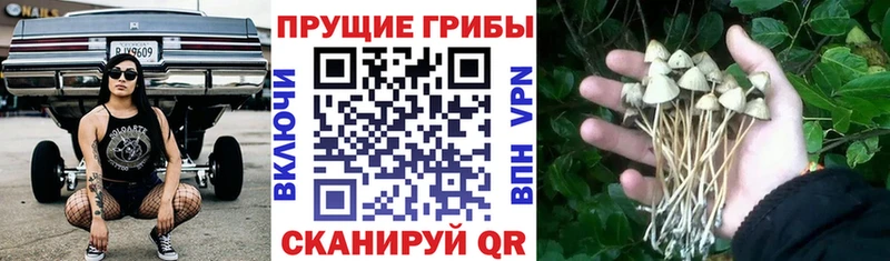 закладки  mega   Псилоцибиновые грибы Psilocybe  Верхняя Тура 